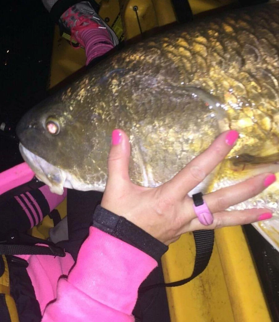 5 PACK - Pink Line Cutterz Rings Ring Cutterz 6 5 PACK - Pink Line Cutterz Rings Ring Cutterz